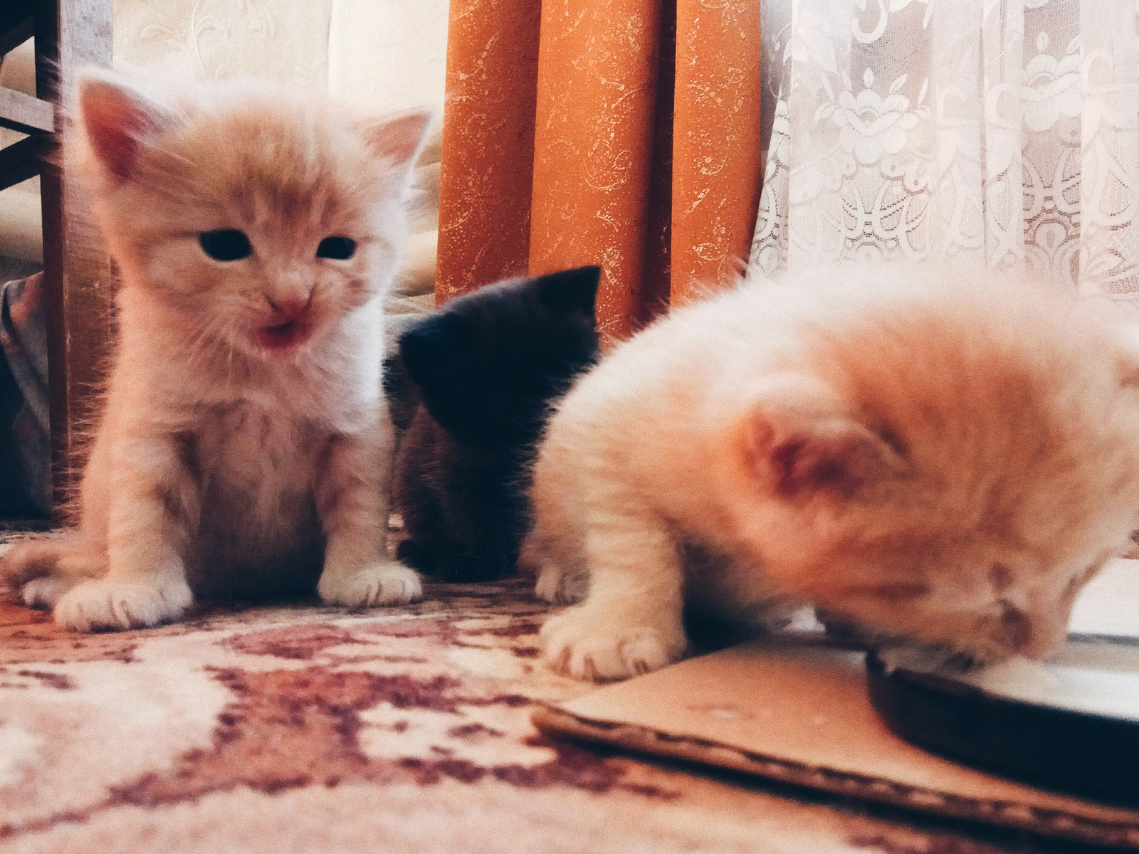 The first independent attempts to eat as the first steps :3 - My, cat, Redheads, Cat Red Cat!