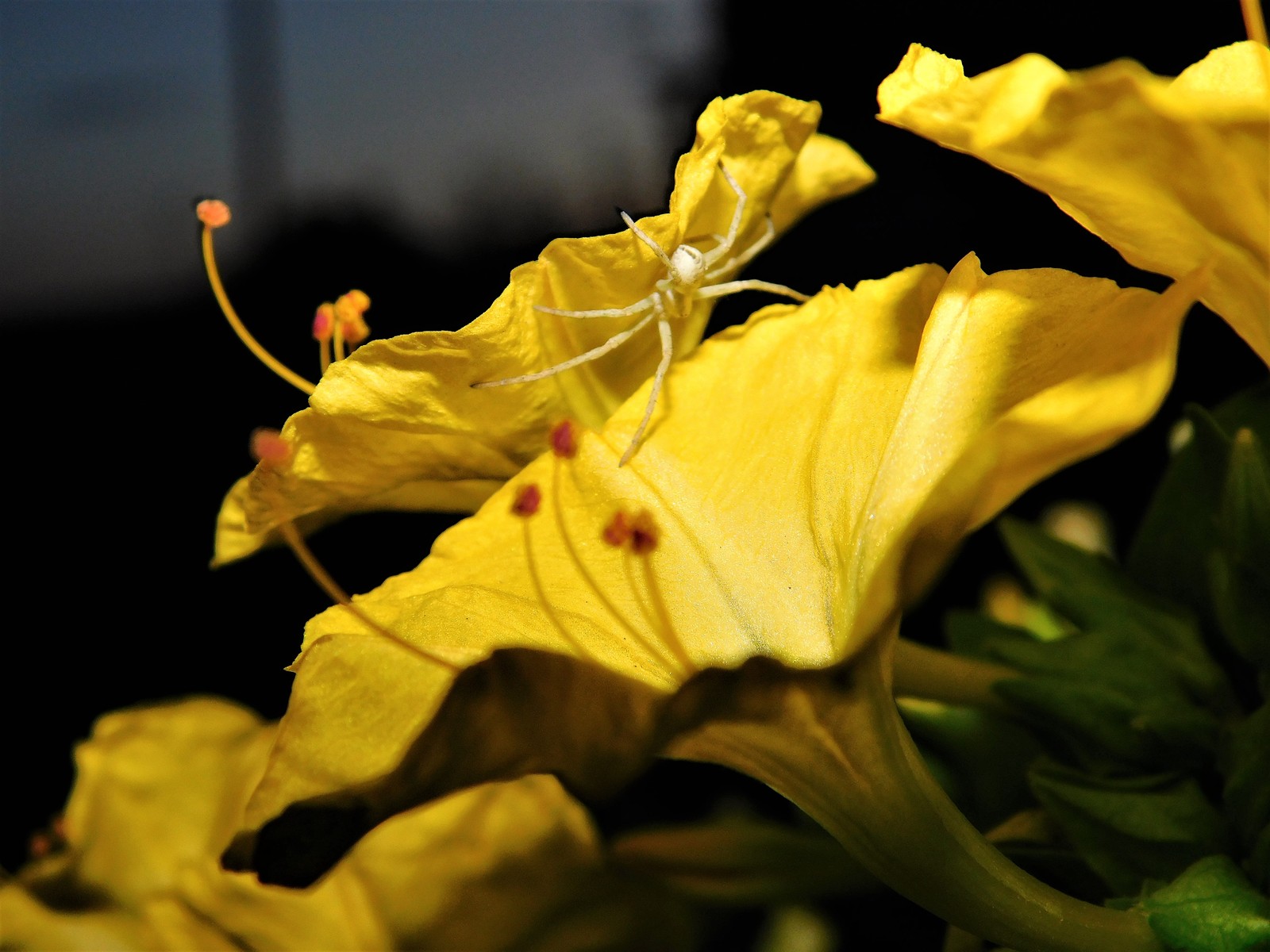 Night Hunter - My, Spider, Insects, Macro photography