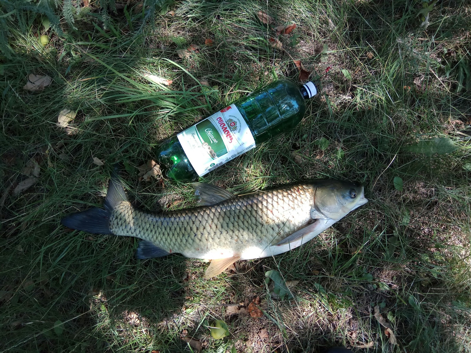 Fishing - My, Fishing, Feeder, Lake, Village