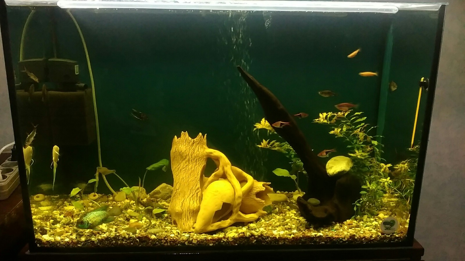 Aquas 150 - My, Aquarium, Aquarium