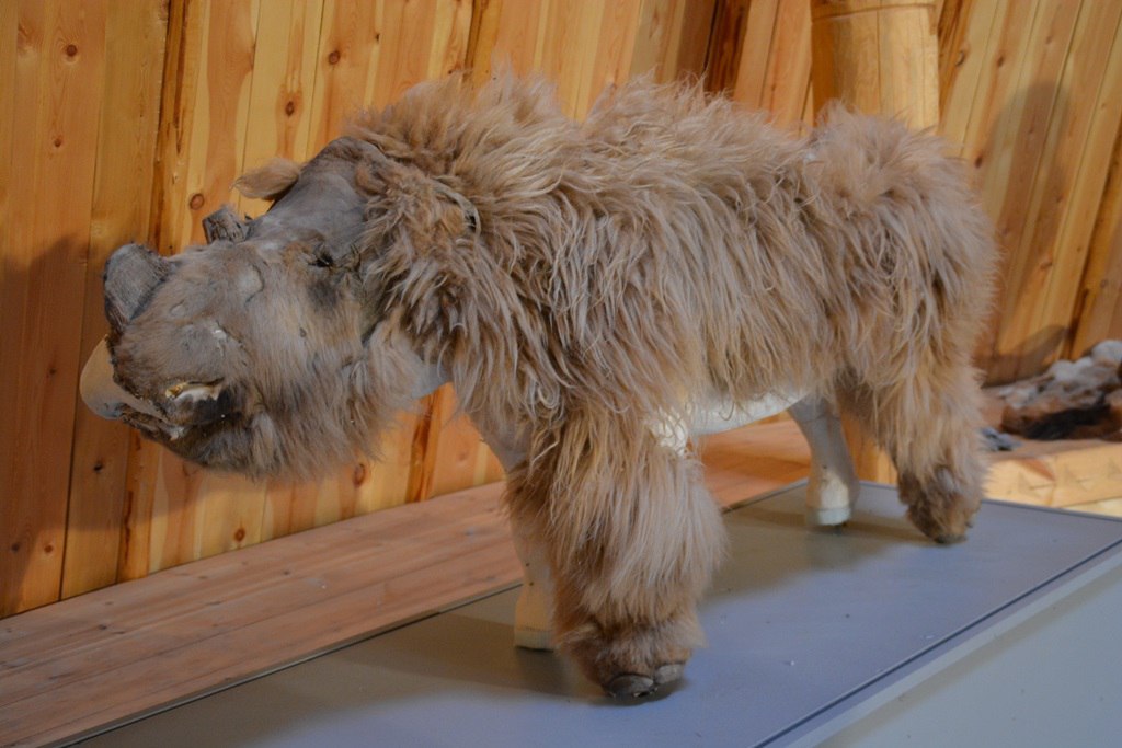 For those who have not seen. Pictured is a stuffed woolly rhinoceros - Yakutia, Woolly rhinoceros, Sasha, The photo