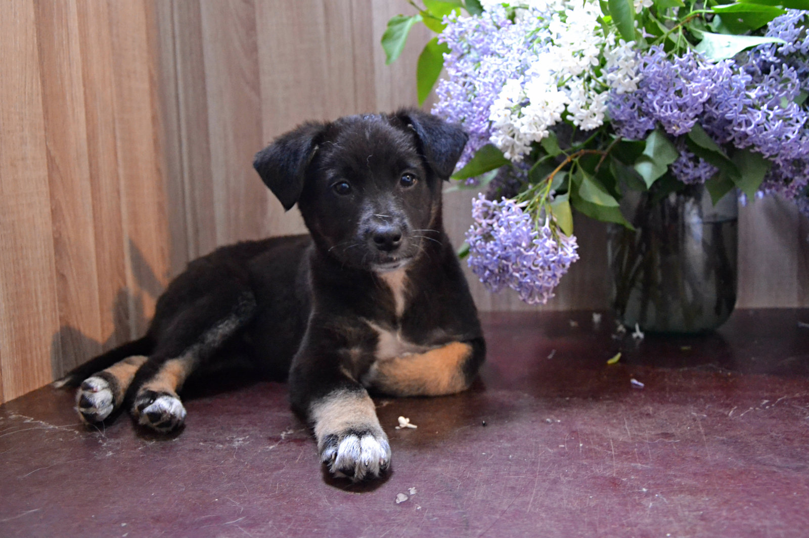 Summer Snowflake in good hands - Dog, Looking for a home, In good hands, Text, Interesting, Animals, Tenderness, Summer, Longpost