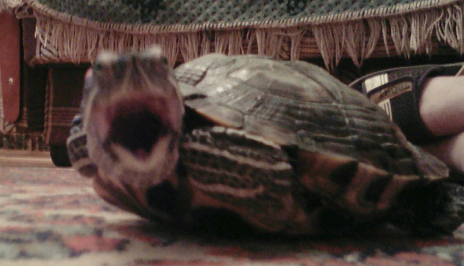 Черепаха Смешное Фото