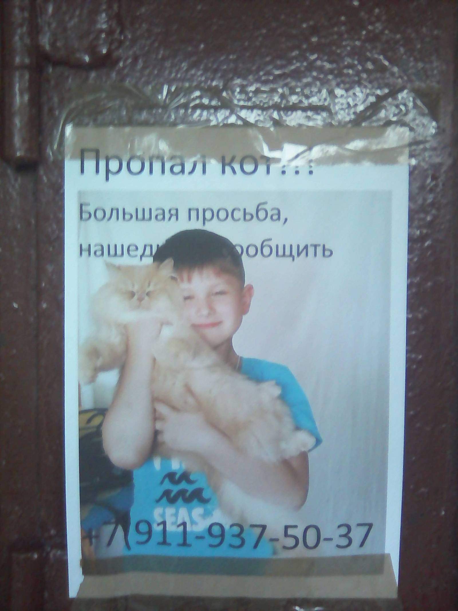 Help chtol, maybe someone saw a cat .. - Saint Petersburg, cat, The missing, Help