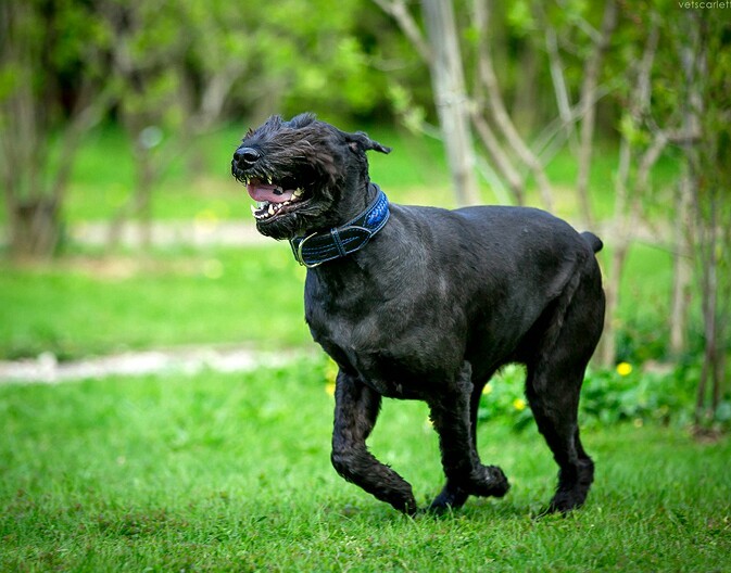 Such a different dog - My, Dog, Giant schnauzer, Longpost