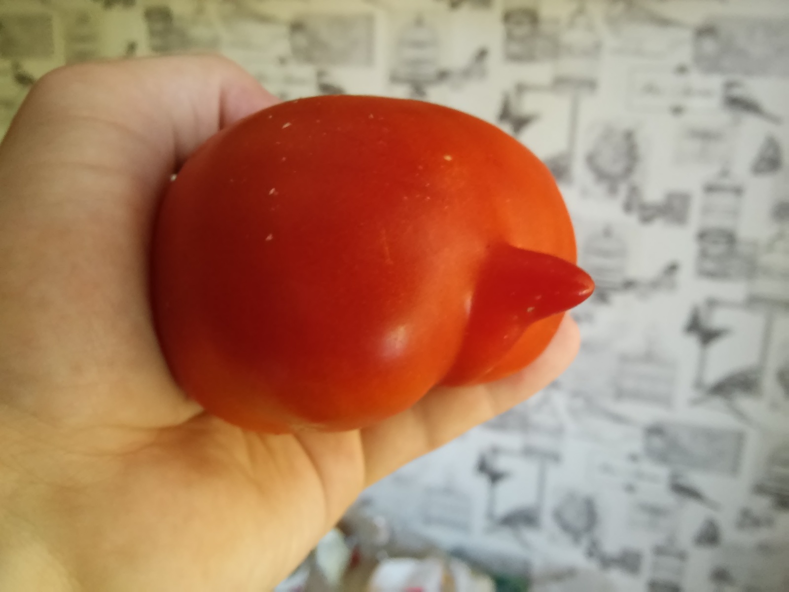 Signor Tomato - My, Tomato, Tomatoes, Anthropomorphism, Pareidolia