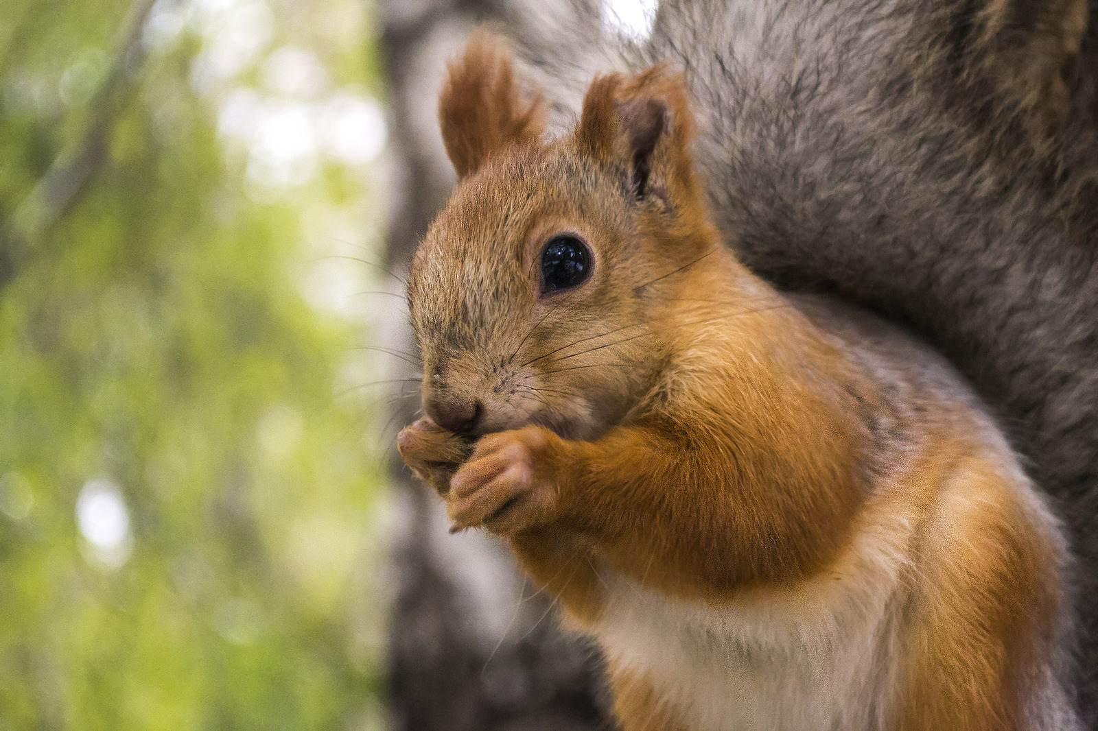 Squirrels - My, Squirrel, The park, Walk, Animals, Longpost