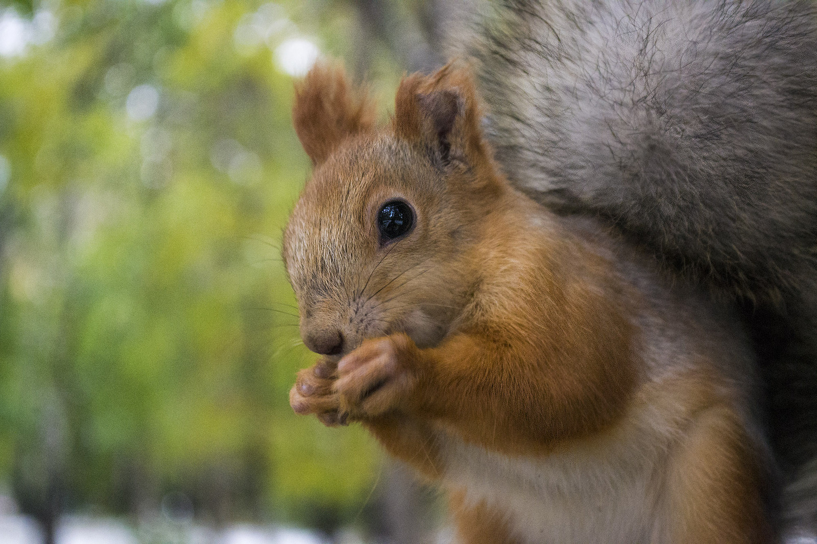 Squirrels - My, Squirrel, The park, Walk, Animals, Longpost