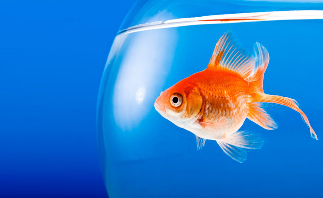 Goldfish are able to survive without oxygen thanks to alcohol. - A fish, Alcohol, Research