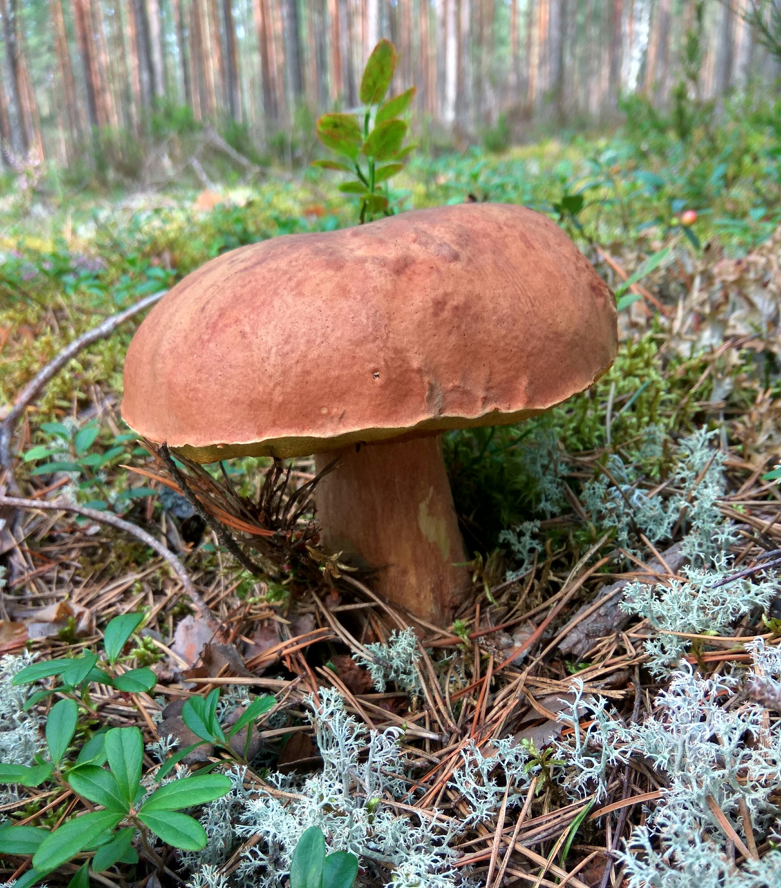 The perfect Saturday is when - My, Mushrooms, Forest, Clean forest, Protection of Nature, Boletus, Chanterelles, Saturday, Longpost