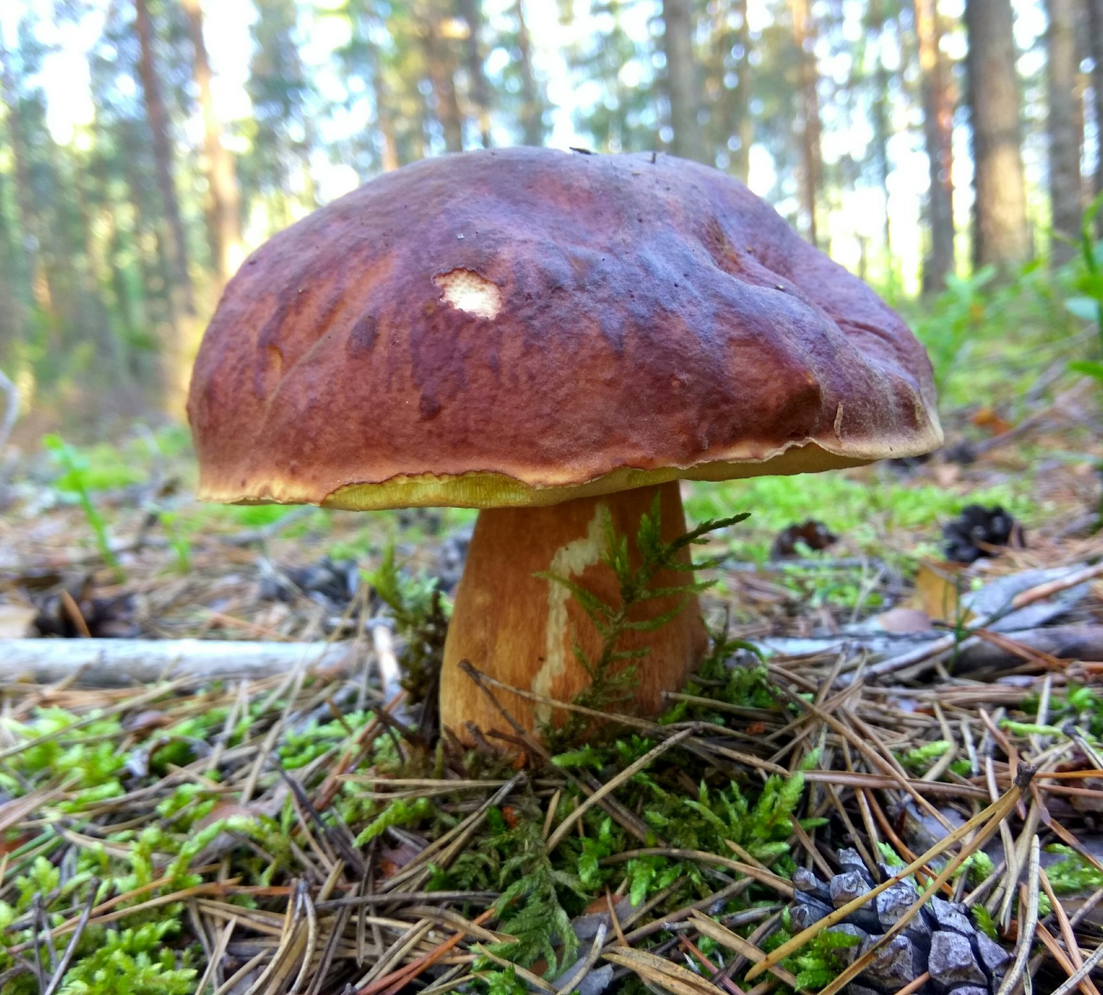 The perfect Saturday is when - My, Mushrooms, Forest, Clean forest, Protection of Nature, Boletus, Chanterelles, Saturday, Longpost