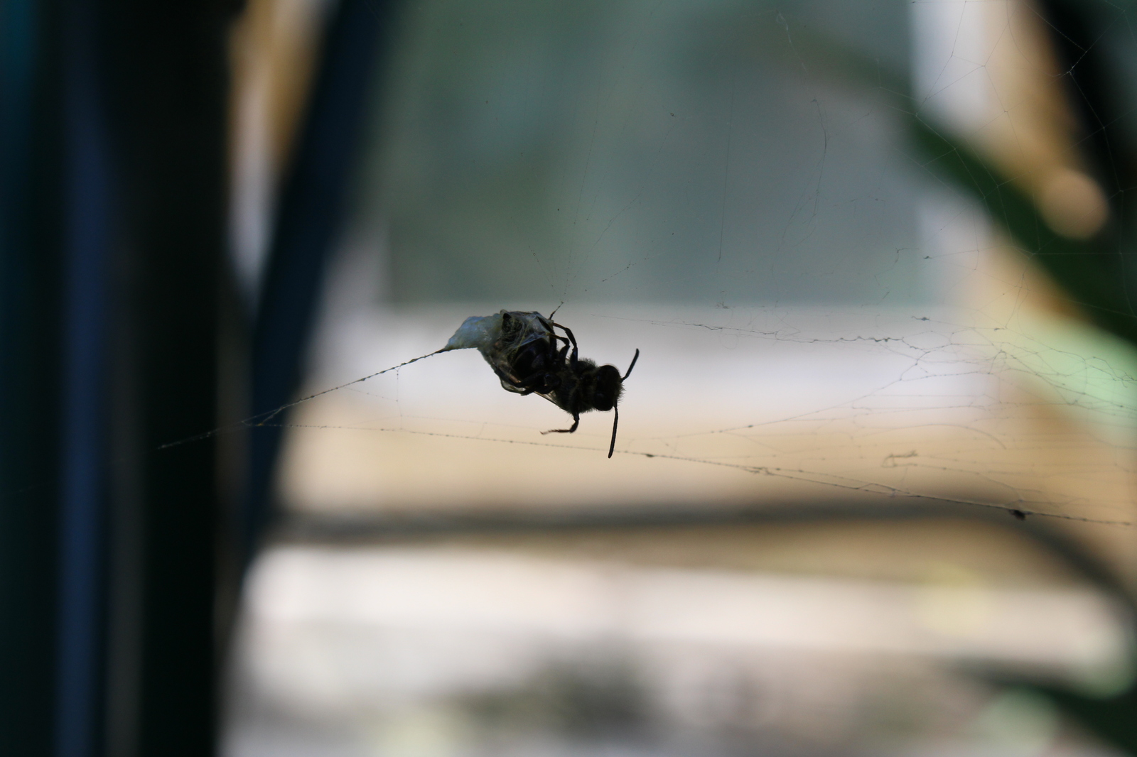 Hung on a spider party - My, Canon 1200d, Canon, Macro, Wasp, Insects, Sheksna, Longpost, Macro photography