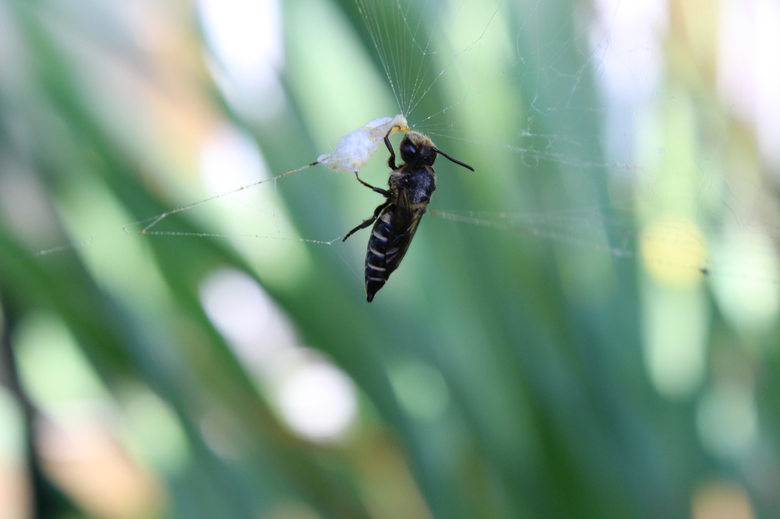 Hung on a spider party - My, Canon 1200d, Canon, Macro, Wasp, Insects, Sheksna, Longpost, Macro photography