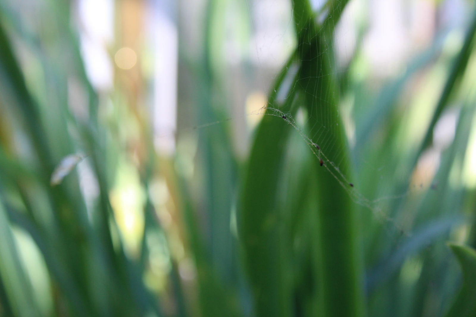 Hung on a spider party - My, Canon 1200d, Canon, Macro, Wasp, Insects, Sheksna, Longpost, Macro photography