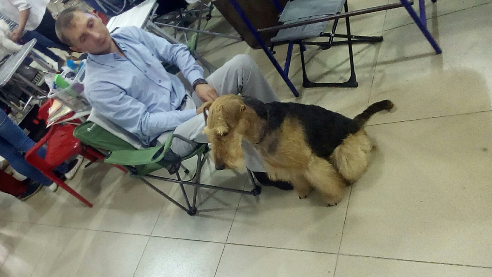 Exhibition of dogs of all breeds - My, Dogs and people, Dog breeds, Exhibition, Longpost