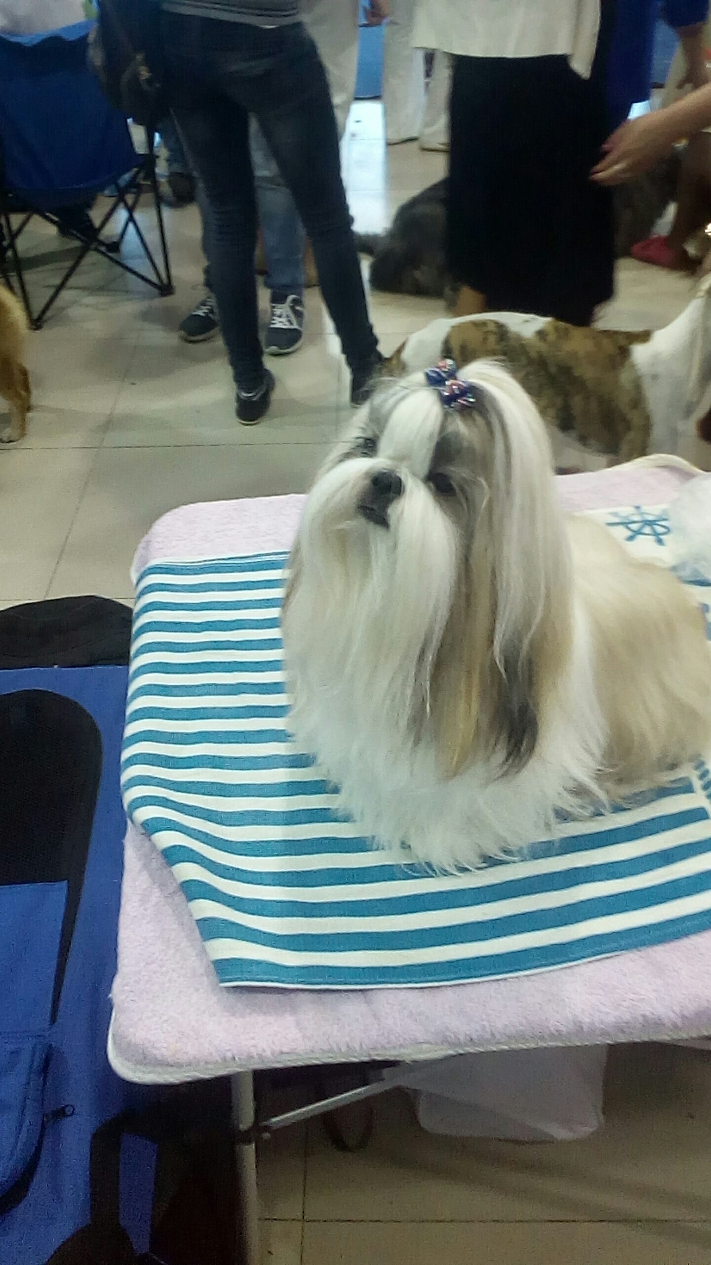 Exhibition of dogs of all breeds - My, Dogs and people, Dog breeds, Exhibition, Longpost