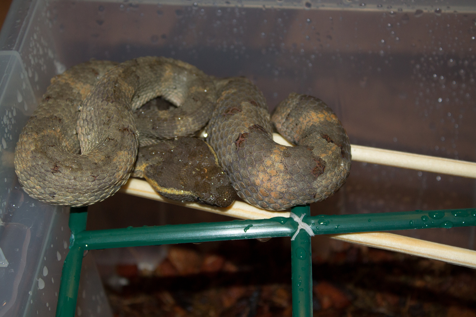 Flat-nosed keffiyeh (trimeresurus puniceus) - My, Keffiyeh, Poisonous snake, Snake, 18+, Feeding the Snake, Blood, Terrariumistics, Longpost, Poisonous animals