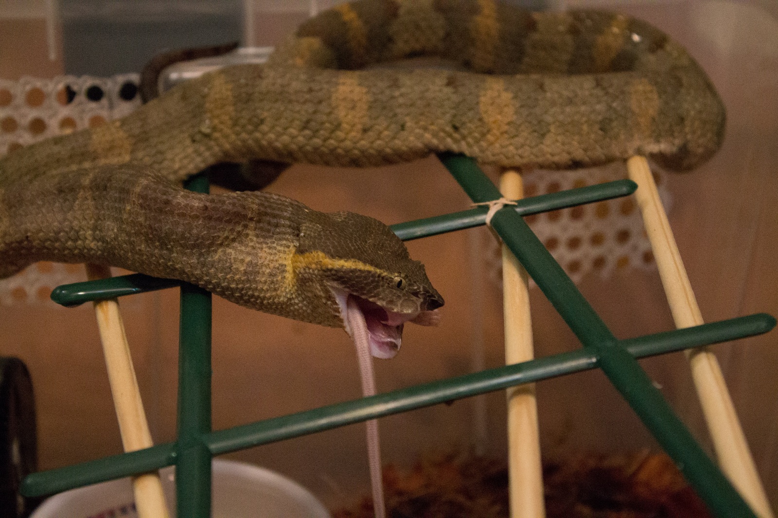 Flat-nosed keffiyeh (trimeresurus puniceus) - My, Keffiyeh, Poisonous snake, Snake, 18+, Feeding the Snake, Blood, Terrariumistics, Longpost, Poisonous animals