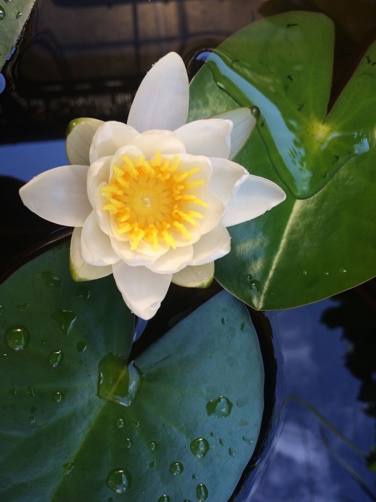 Nice! - Mandala, Aquatic plant