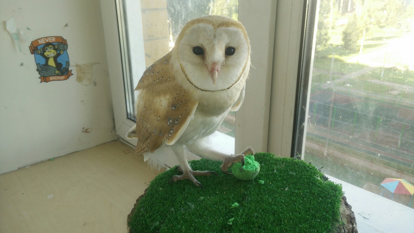 No balls - no problem ... - Owl, Birds, Barn owl, Animals, Pet, Ball, Pets