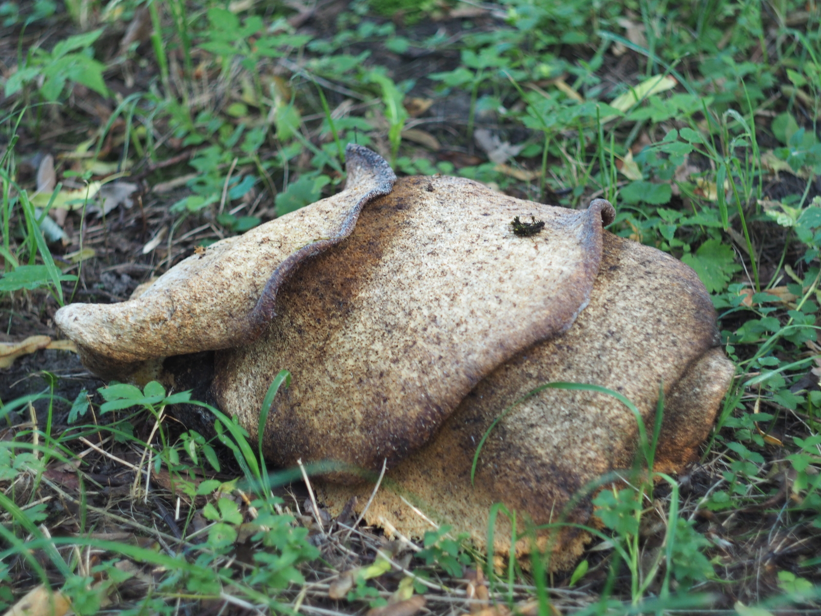 What kind of mushroom? - My, Mushrooms, Unclear, Longpost