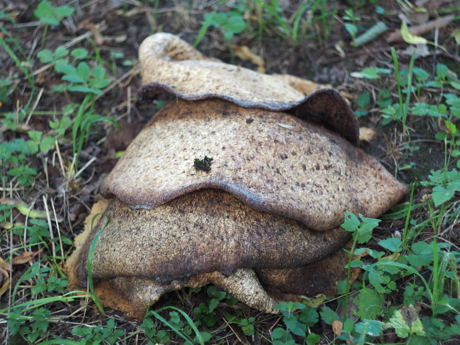 What kind of mushroom? - My, Mushrooms, Unclear, Longpost