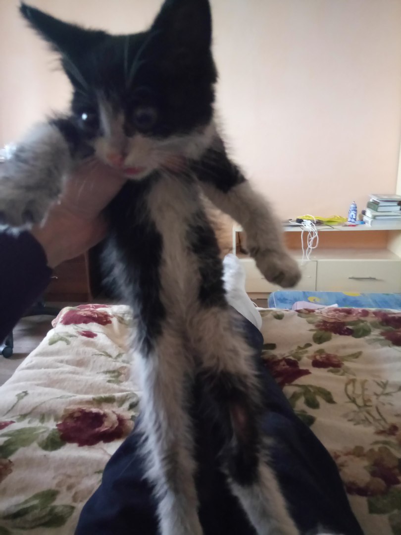 Found a cat at the factory (Yekaterinburg) - My, Help, Help me find, , In good hands, cat, , Yekaterinburg