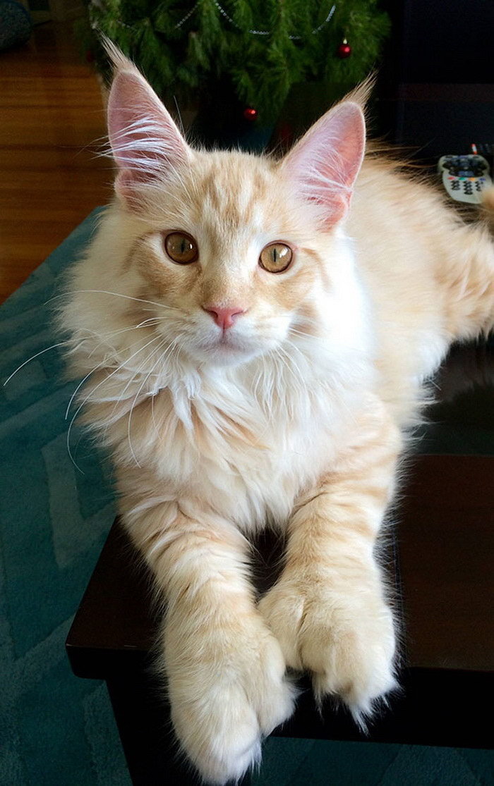 Maine Coon: huge cats with amazing grace - cat, Maine Coon, Animals, Pet, A selection, Milota, Catomafia, Longpost, Pets