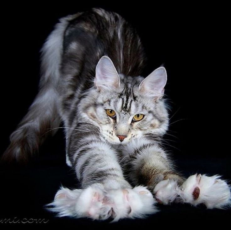 Maine Coon: huge cats with amazing grace - cat, Maine Coon, Animals, Pet, A selection, Milota, Catomafia, Longpost, Pets