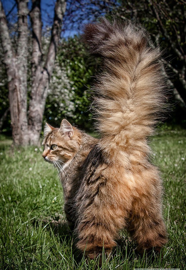 Maine Coon: huge cats with amazing grace - cat, Maine Coon, Animals, Pet, A selection, Milota, Catomafia, Longpost, Pets