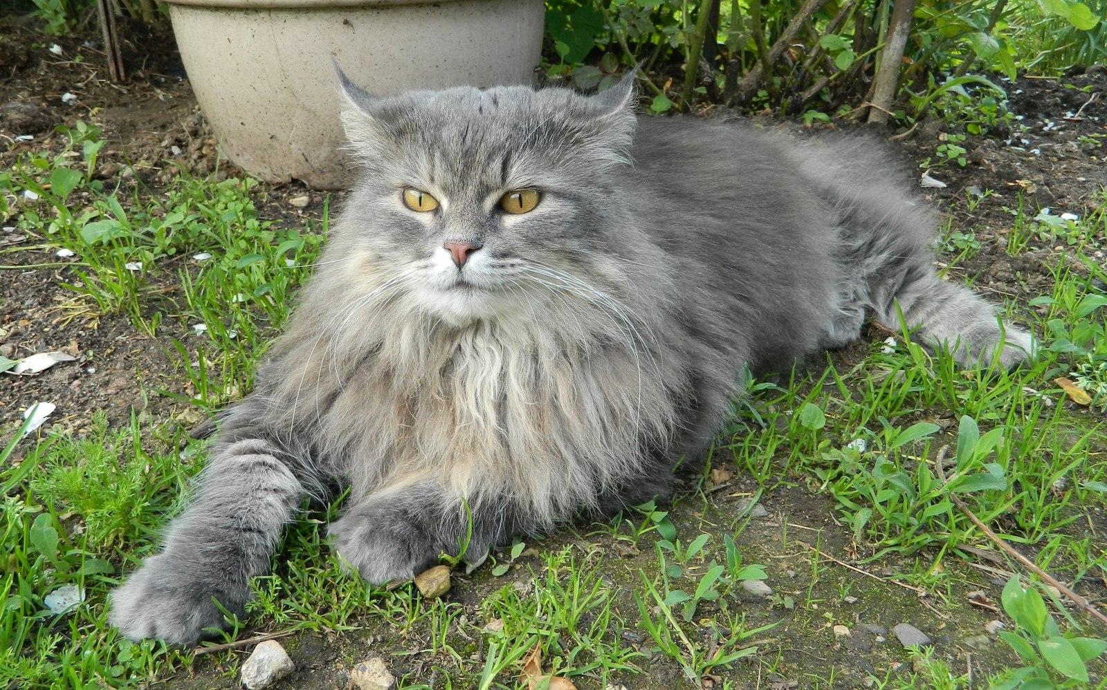 Cat Pusik - Pusya, The street, The photo, Wool, cat