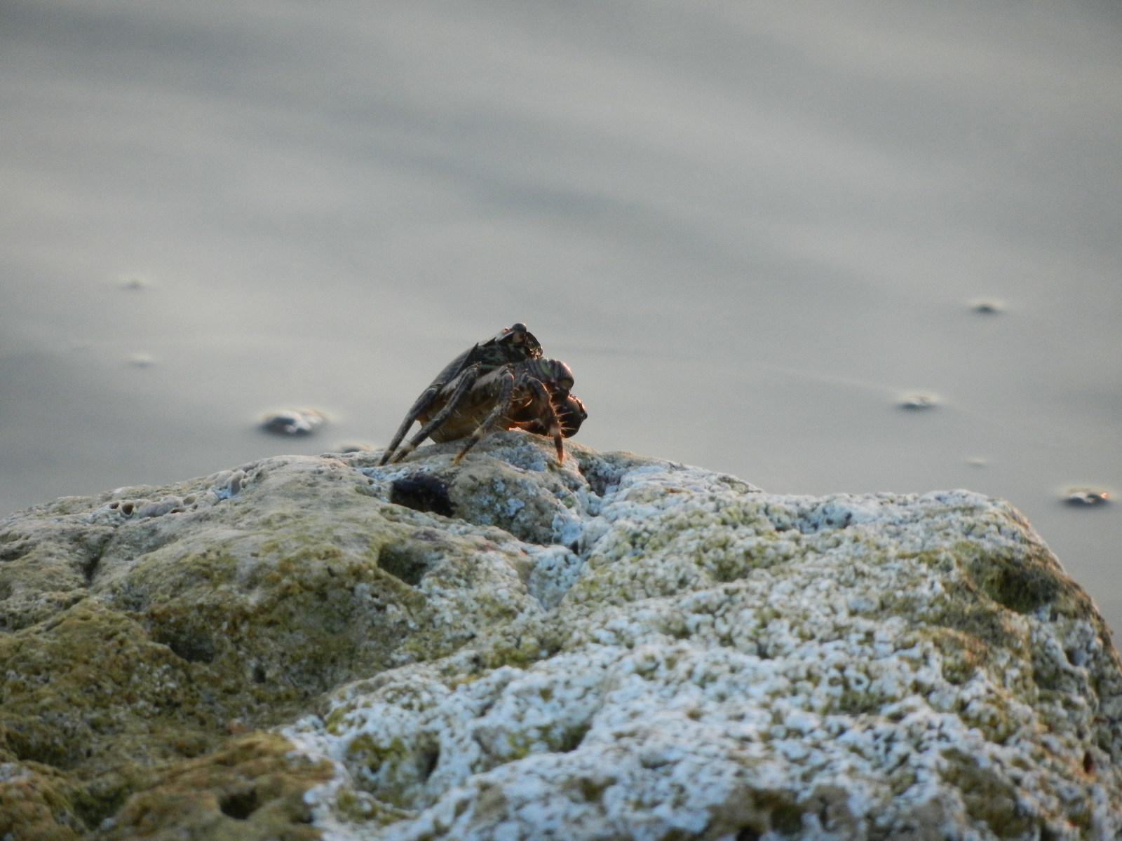 The world of the wild beach is under our feet - My, Beach, Wild beach, Attentiveness, Nature, wildlife, Shore, Sea, Longpost