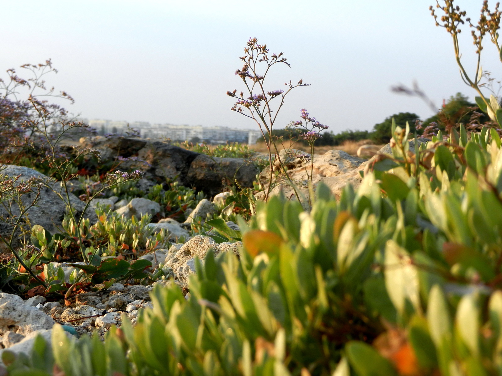 The world of the wild beach is under our feet - My, Beach, Wild beach, Attentiveness, Nature, wildlife, Shore, Sea, Longpost