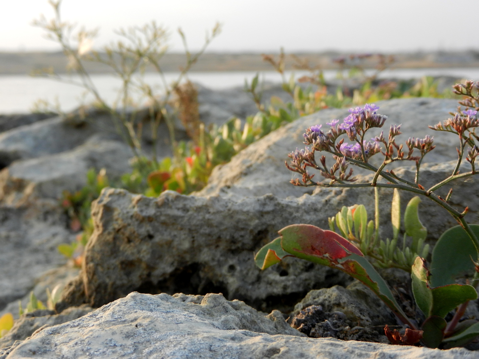 The world of the wild beach is under our feet - My, Beach, Wild beach, Attentiveness, Nature, wildlife, Shore, Sea, Longpost