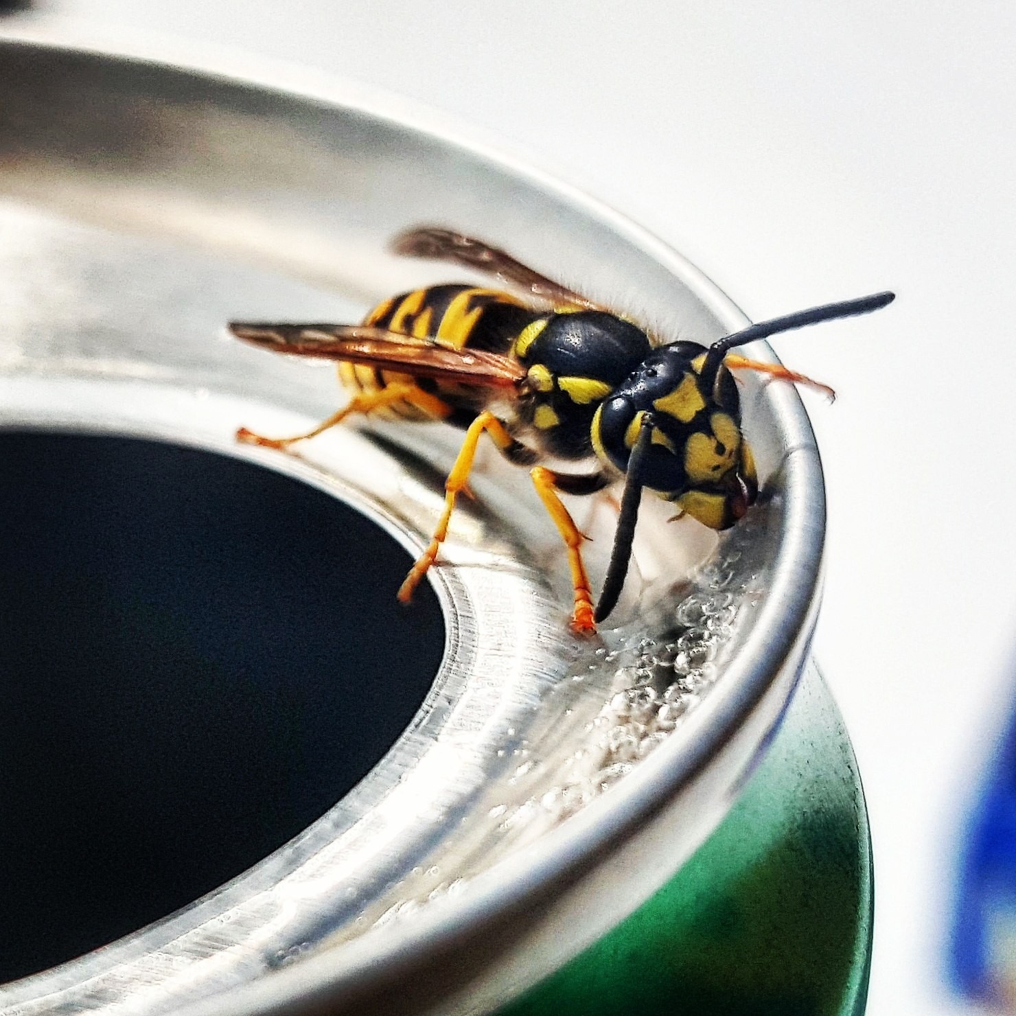 Macro - My, Wasp, Sprite, Lemonade