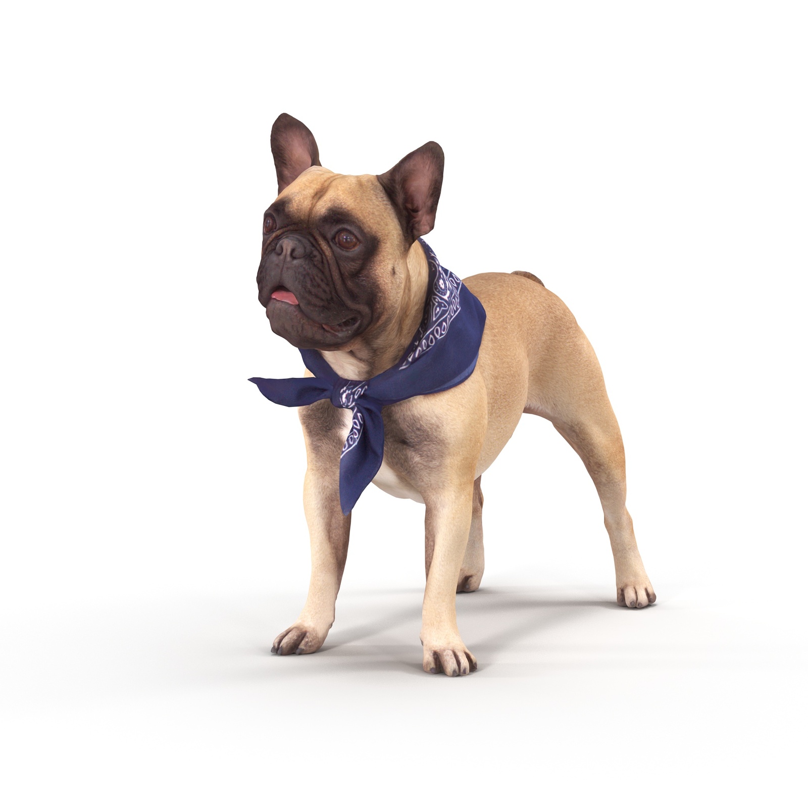 Scanned french bulldog - My, Scanning, 3D Scanner, Dog, Work, Render, 3DS max, Vray, Longpost