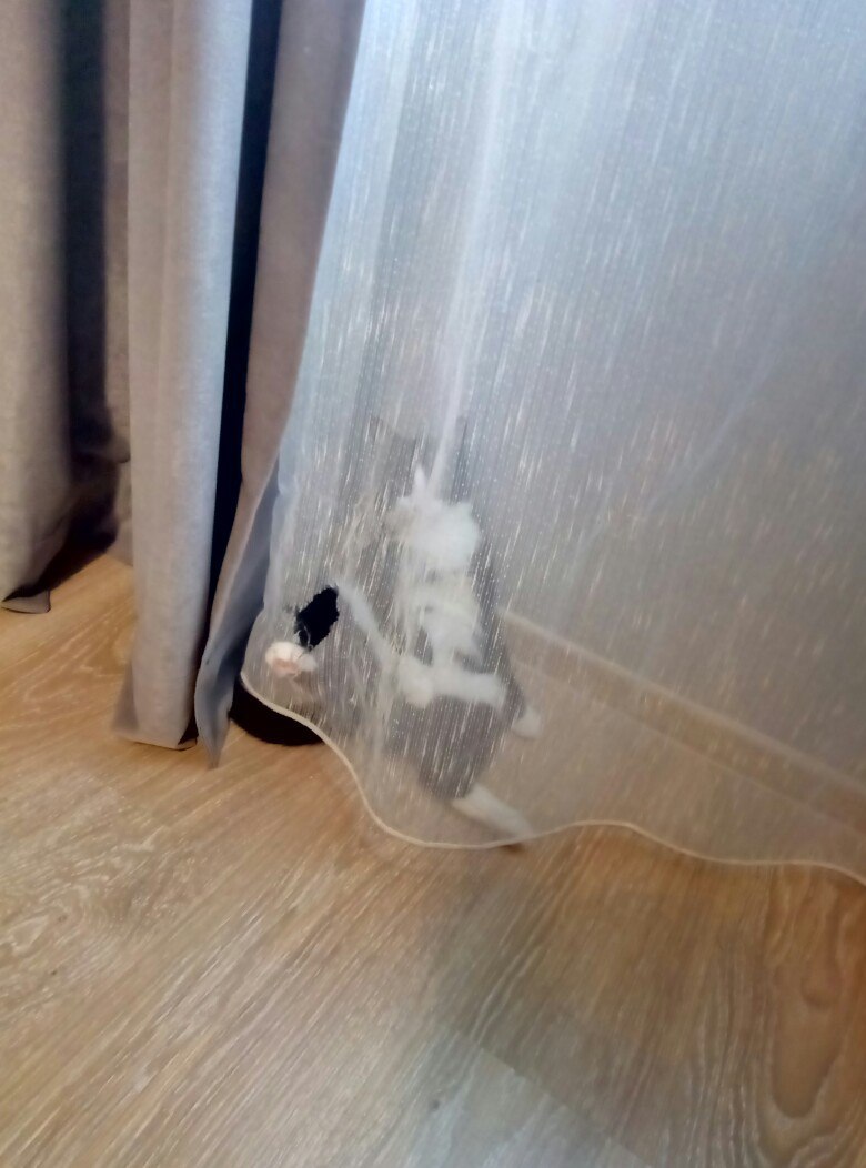 It became known why cats gnaw curtains - My, cat, Catomafia, Intrigue, 