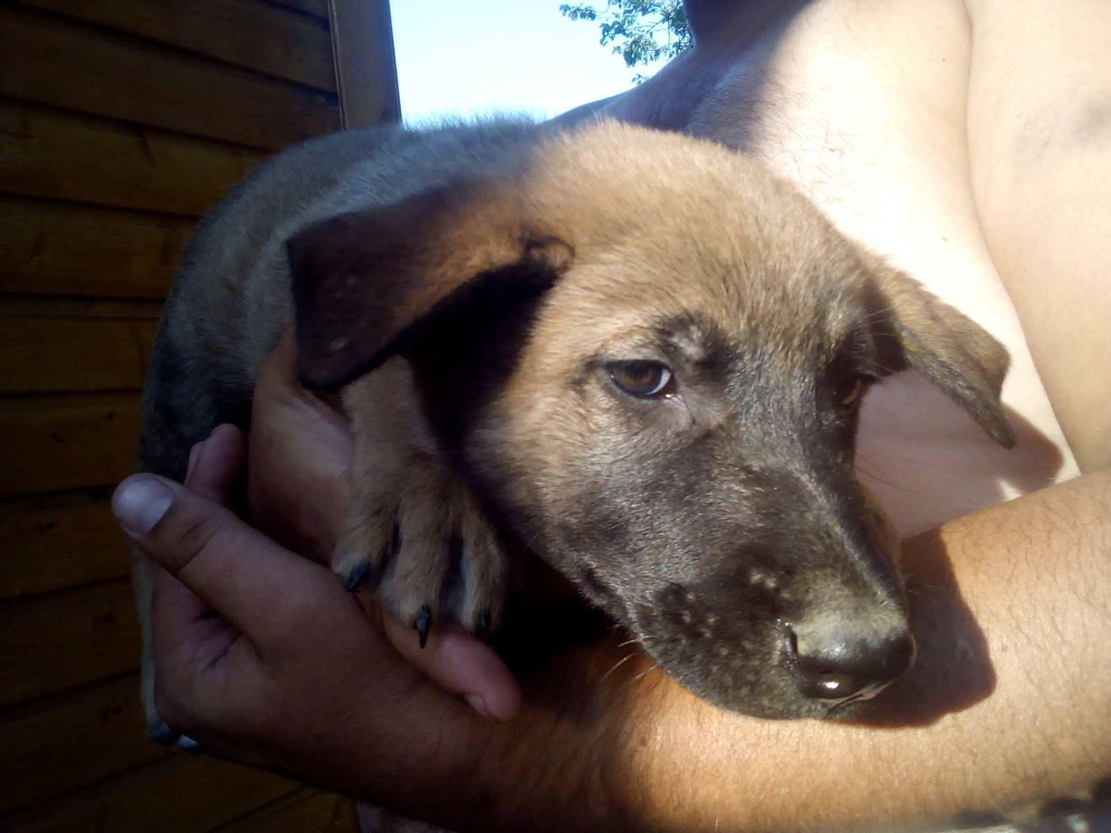 I'll give you puppies! Rostov-on-Don - Rostov-on-Don, Dog, In good hands