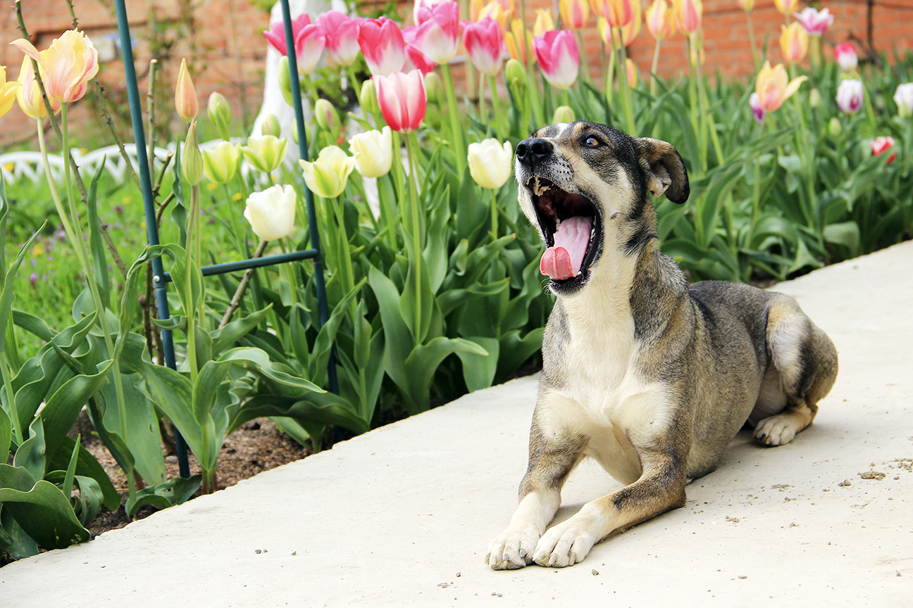 came by herself - My, It Was-It Was, Dogs and people, Foundling, Longpost, Dog