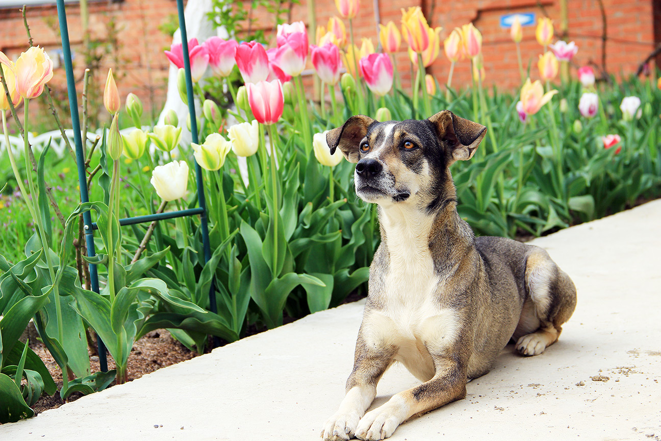 came by herself - My, It Was-It Was, Dogs and people, Foundling, Longpost, Dog