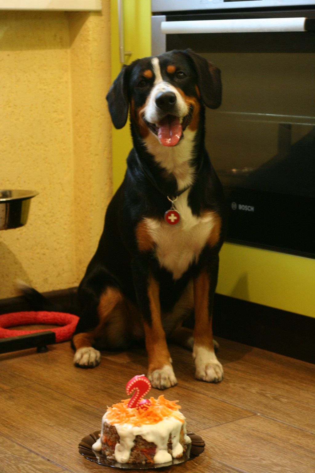 Entlebucher Terry - My, Dog, It Was-It Was, Sennenhund, Longpost