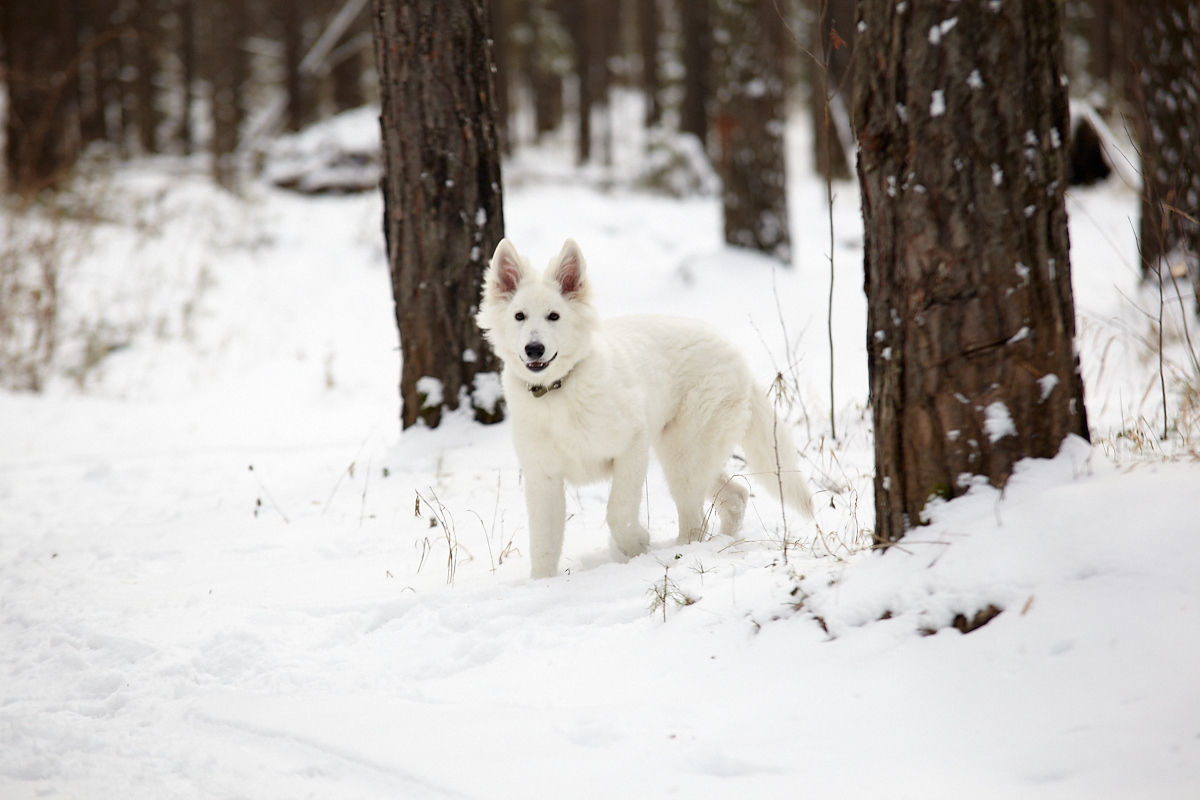 How fast they grow. - My, The photo, , Dog, White swiss shepherd, Caesar, Age, It Was-It Was, Longpost