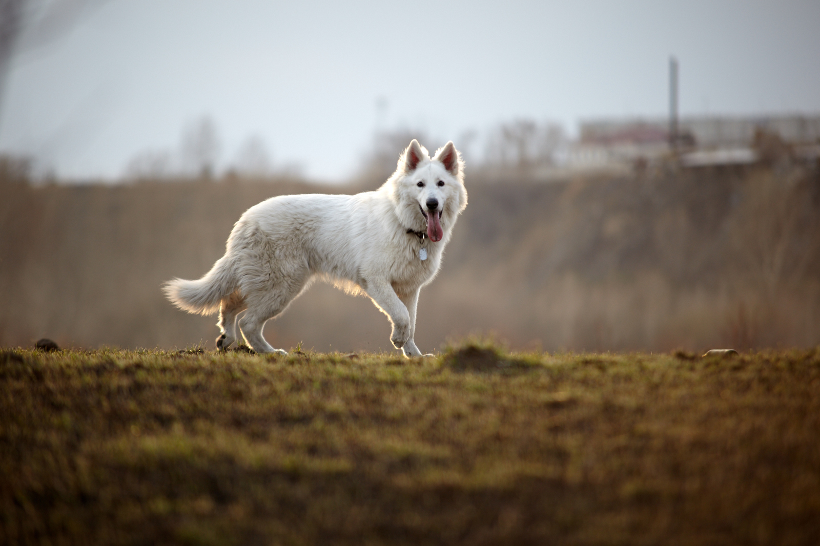 How fast they grow. - My, The photo, , Dog, White swiss shepherd, Caesar, Age, It Was-It Was, Longpost