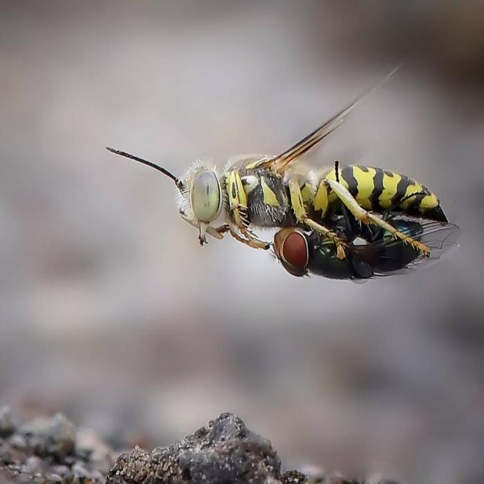 Green-eyed taxi - Wasp, Муха, Insects