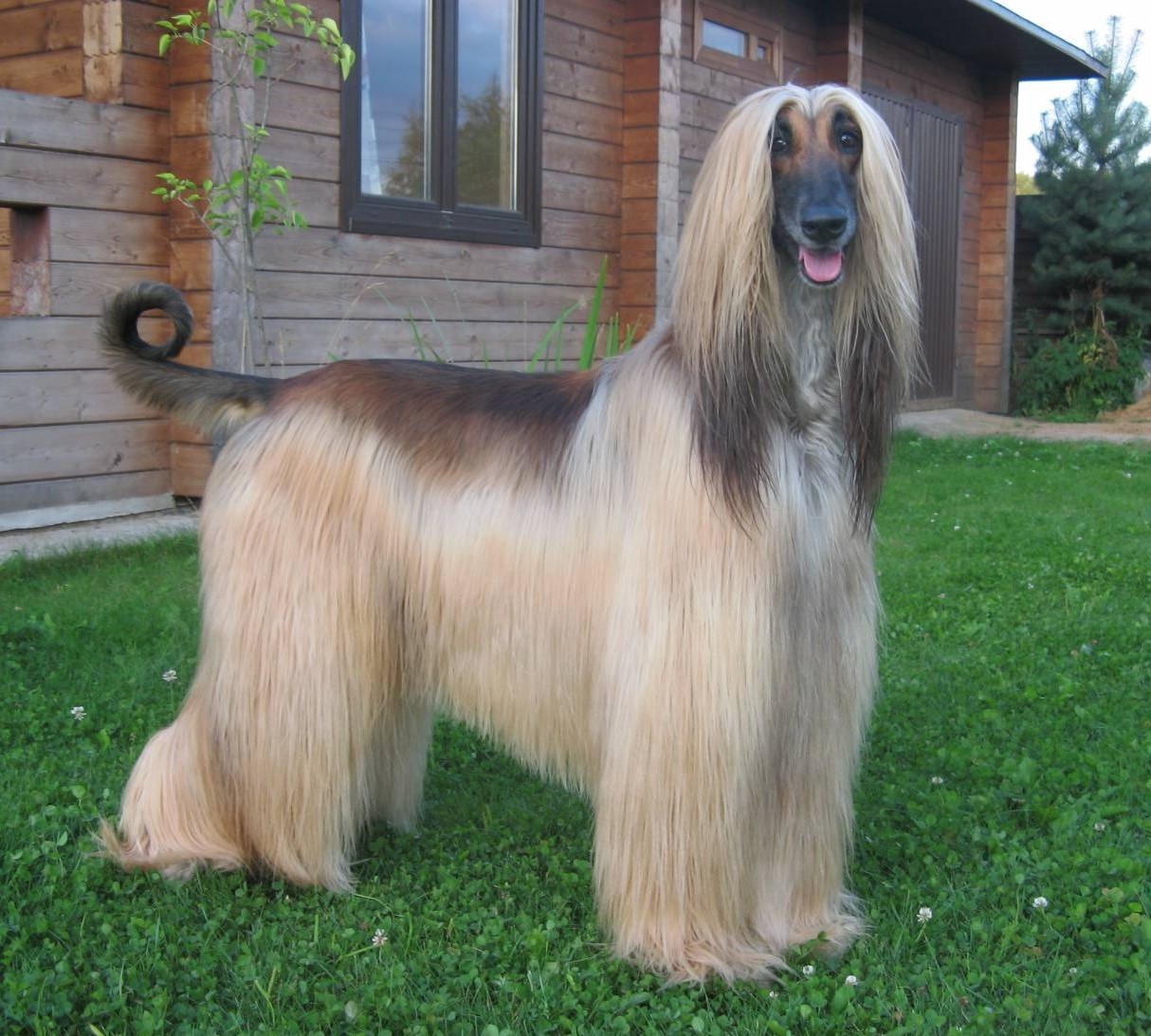 Petka lived, Petka is alive, Petka will live. - My, Afghan hound, Gardening, Dog lovers