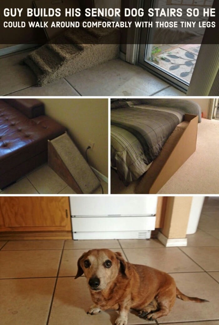 Equipped with a ramp - 9GAG, Dog, Ramp