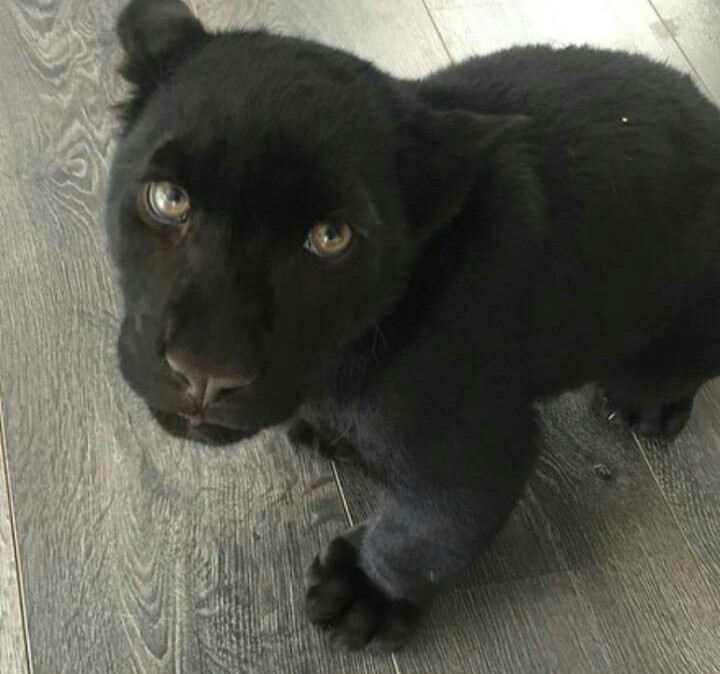 baby panther) - Panther, Toddlers, Children