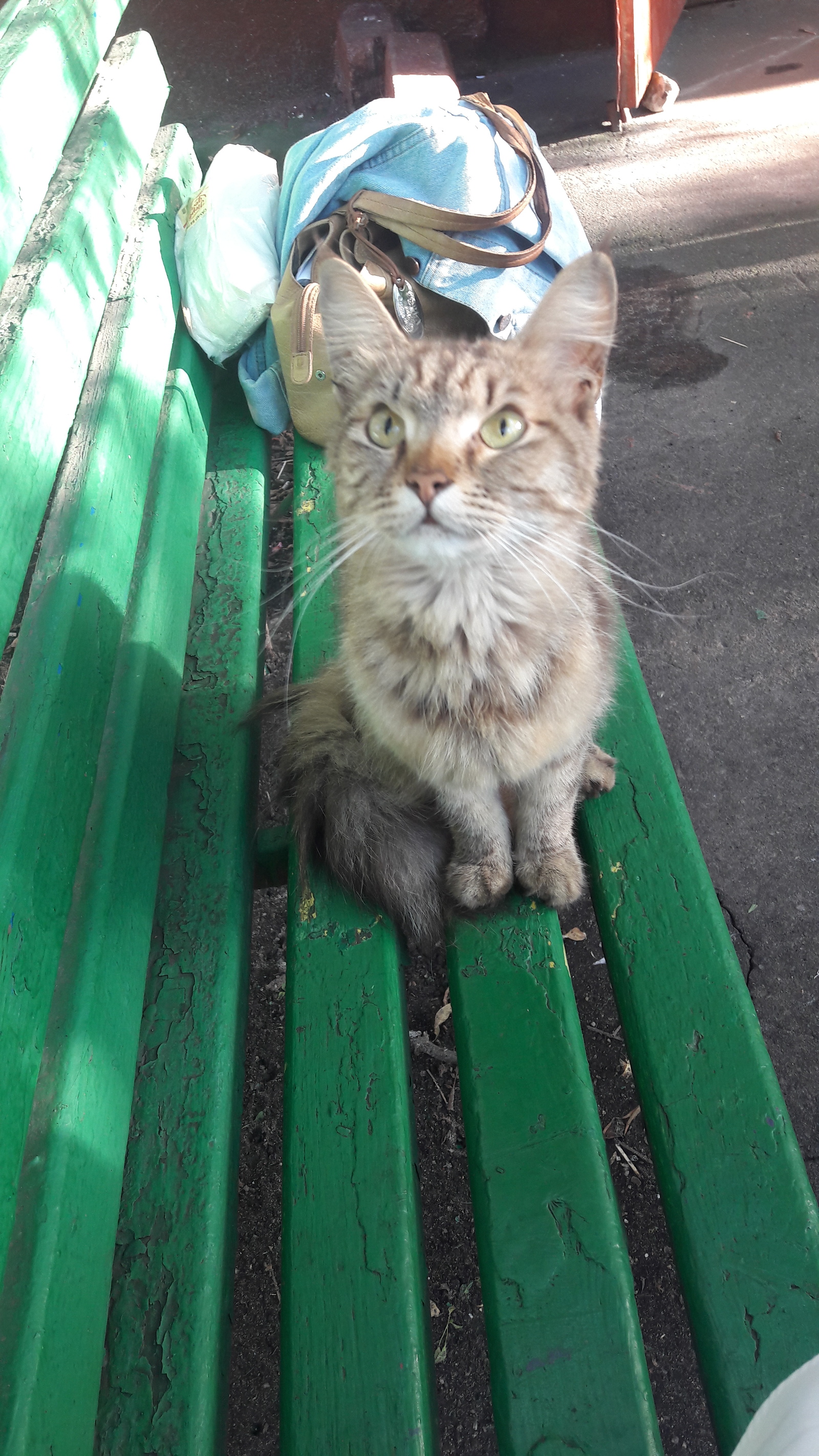 Perovo, Plekhanov street, a cat was found [The animal has already been taken] - My, cat, A loss, Find, Moscow, Perovo, Animals, , Longpost