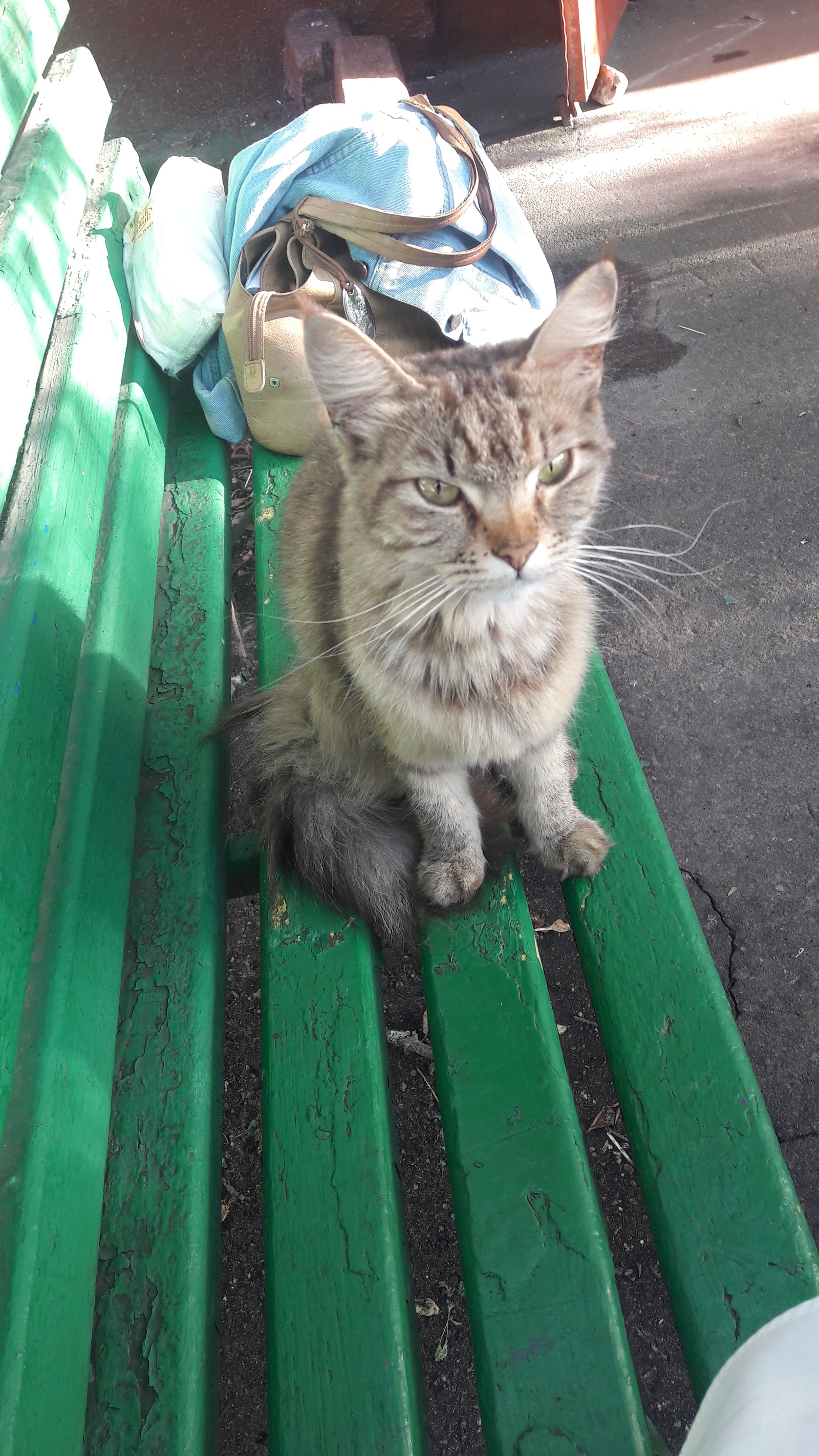 Perovo, Plekhanov street, a cat was found [The animal has already been taken] - My, cat, A loss, Find, Moscow, Perovo, Animals, , Longpost