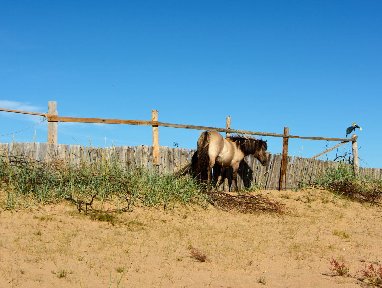 Journey to the Kola Peninsula. Part 3. Varzuga and Kuzomen. - My, Travels, Travel across Russia, North, Summer, Kola Peninsula, Longpost, Varzuga, Kuzomen